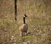 2014 04 27 WestwoodHills 017